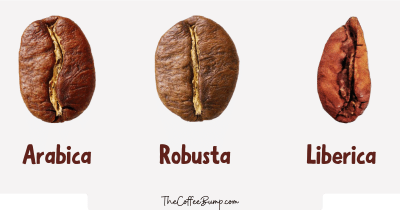 Arabica vs Robusta vs Liberica